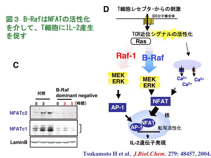 樹状細胞 : 基礎から臨床へ Amazon.co.jp: 樹状細胞: 基礎から臨床へ : 稲葉 カヨ: 本